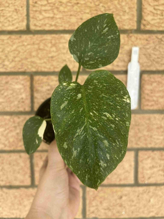 Monstera Creme Brulee