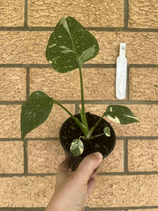 Monstera Creme Brulee