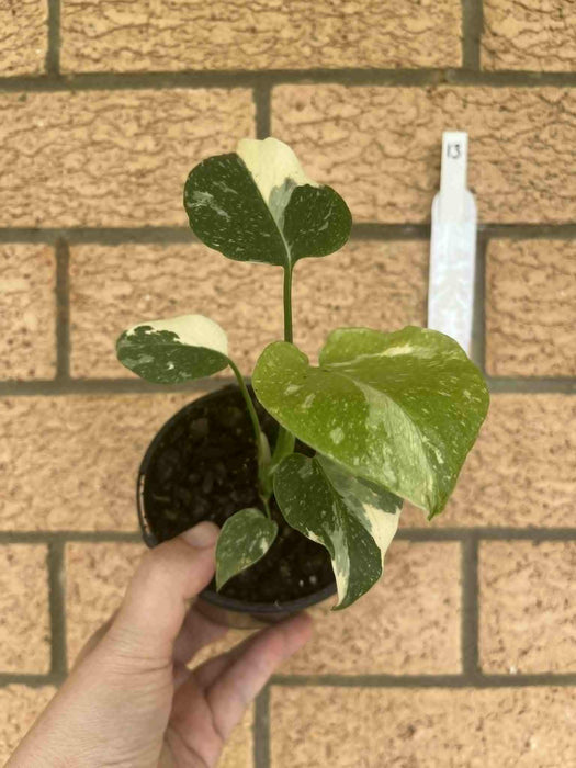 Monstera Creme Brulee