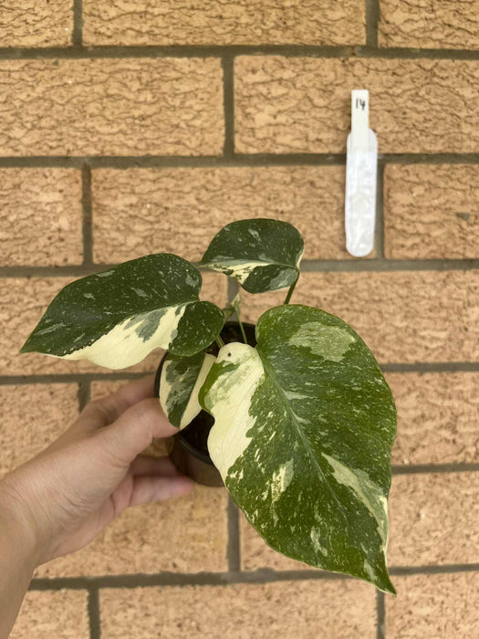 Monstera Creme Brulee
