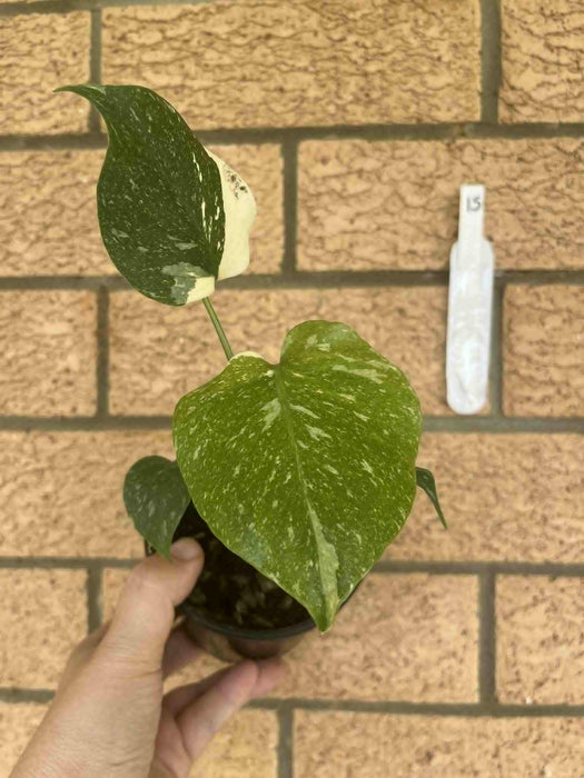 Monstera Creme Brulee