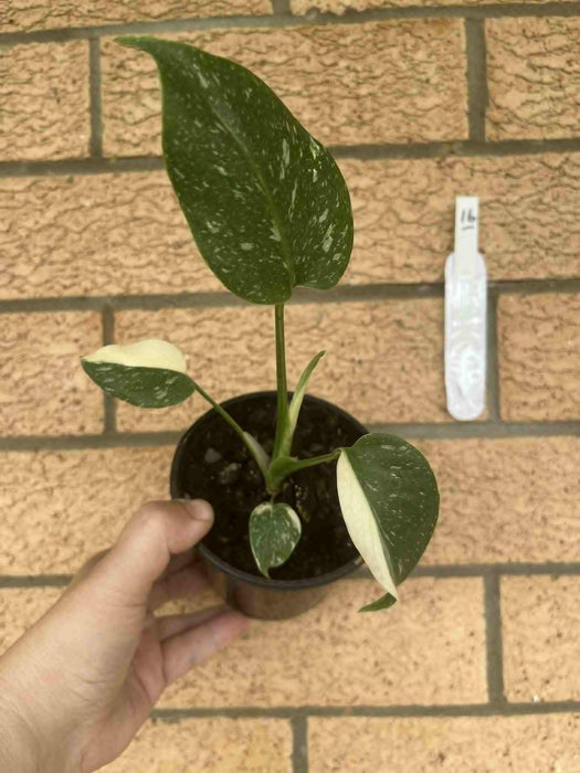 Monstera Creme Brulee