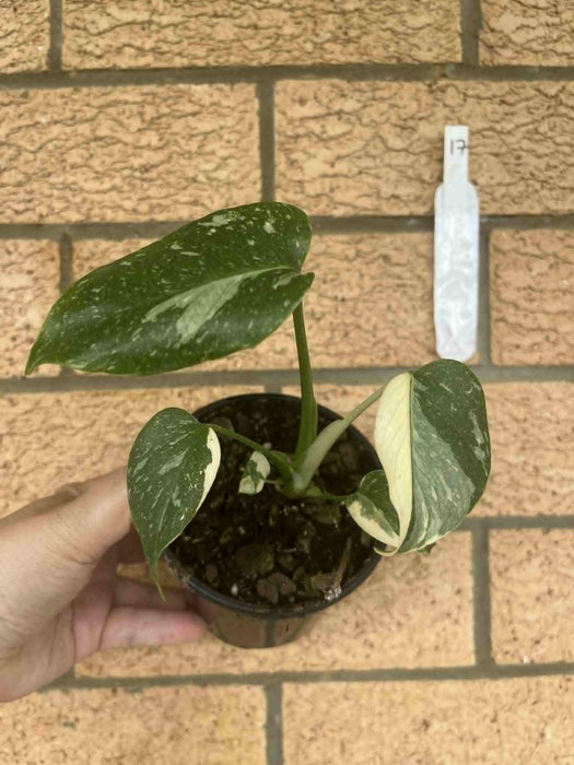 Monstera Creme Brulee