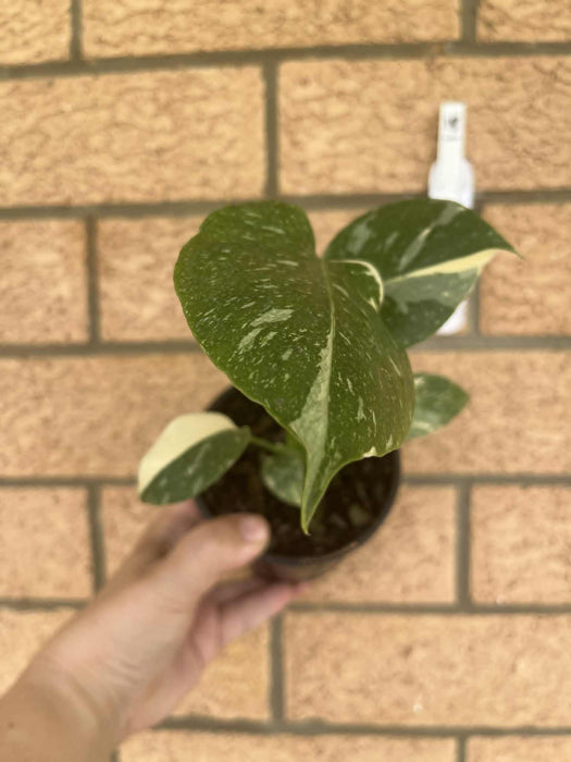 Monstera Creme Brulee