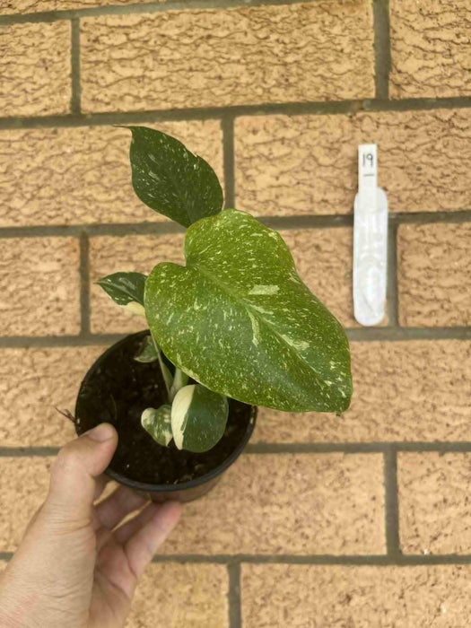 Monstera Creme Brulee