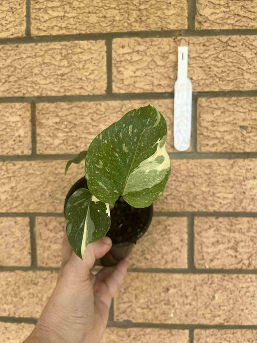 Monstera Creme Brulee