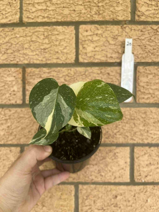 Monstera Creme Brulee