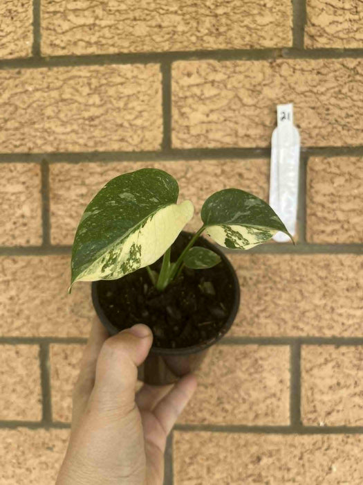 Monstera Creme Brulee