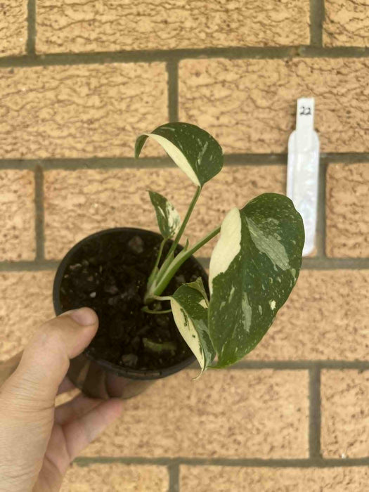 Monstera Creme Brulee