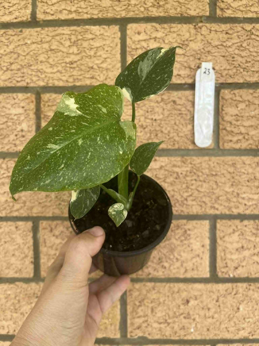 Monstera Creme Brulee