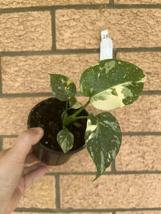 Monstera Creme Brulee