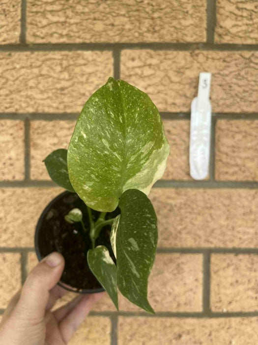 Monstera Creme Brulee