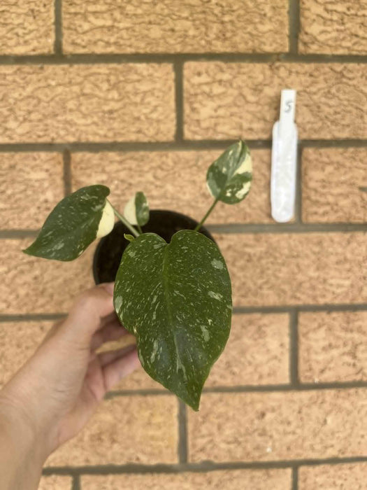 Monstera Creme Brulee