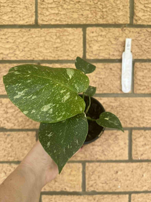 Monstera Creme Brulee