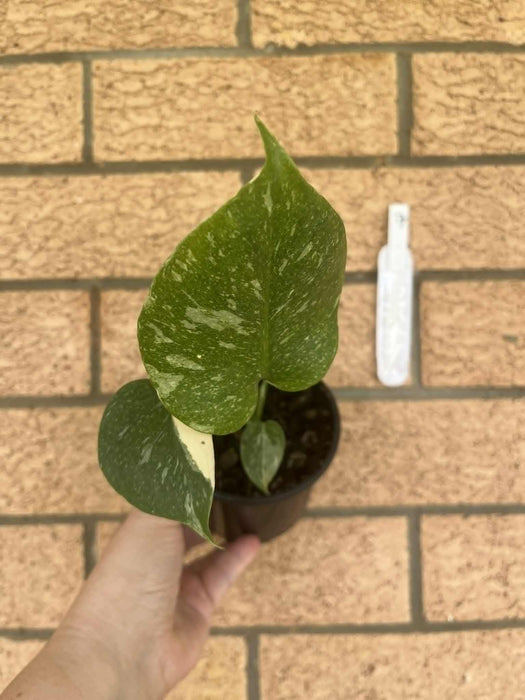 Monstera Creme Brulee