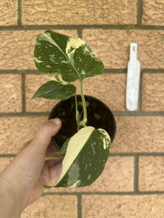 Monstera Creme Brulee