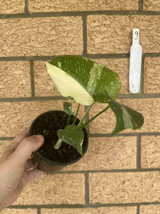 Monstera Creme Brulee