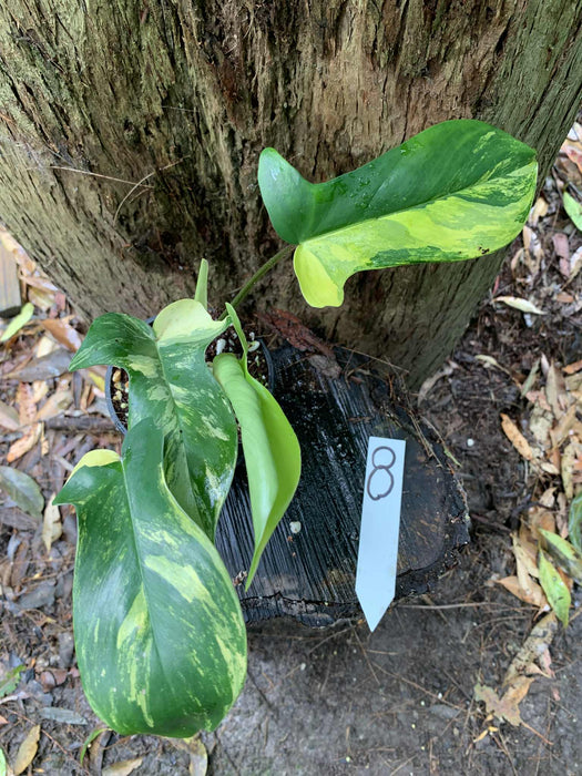 Philodendron Florida Beauty Variegated Multi-listing
