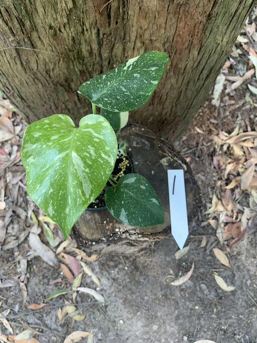 Monstera Creme Brulee
