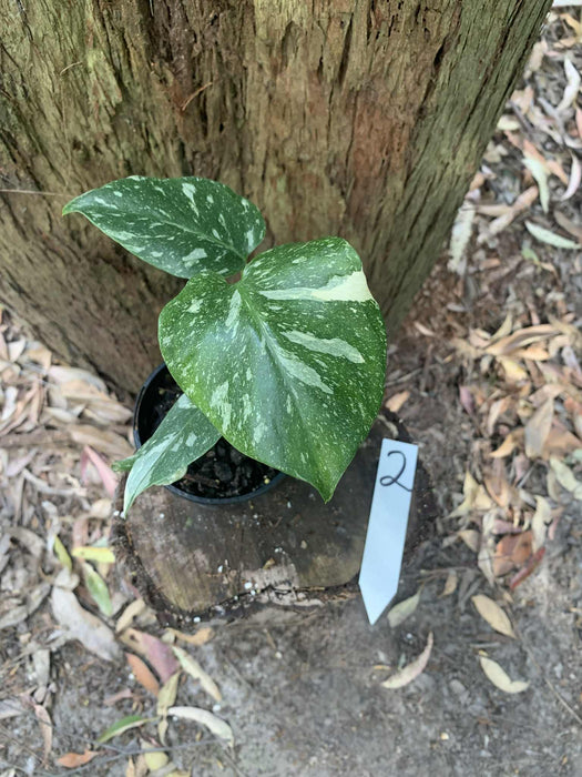 Monstera Creme Brulee