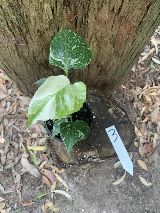 Monstera Creme Brulee