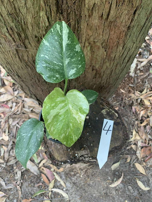 Monstera Creme Brulee