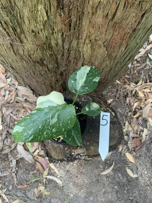 Monstera Creme Brulee