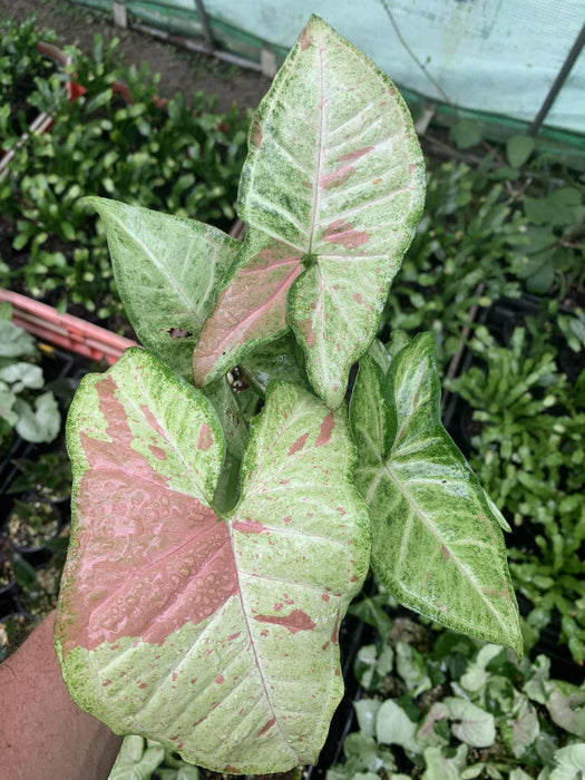 Syngonium Confetti Tri-colour