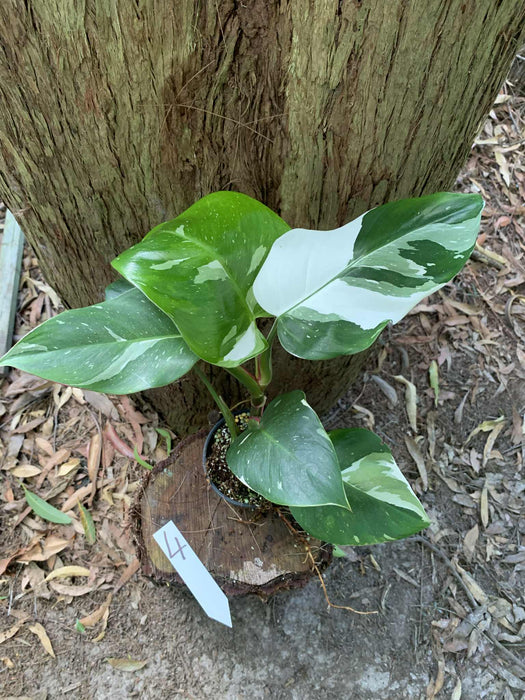 Philodendron White Princess #4