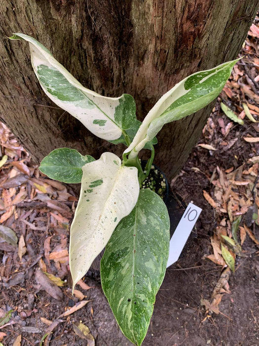 Philodendron Jose Buono Multi-listing