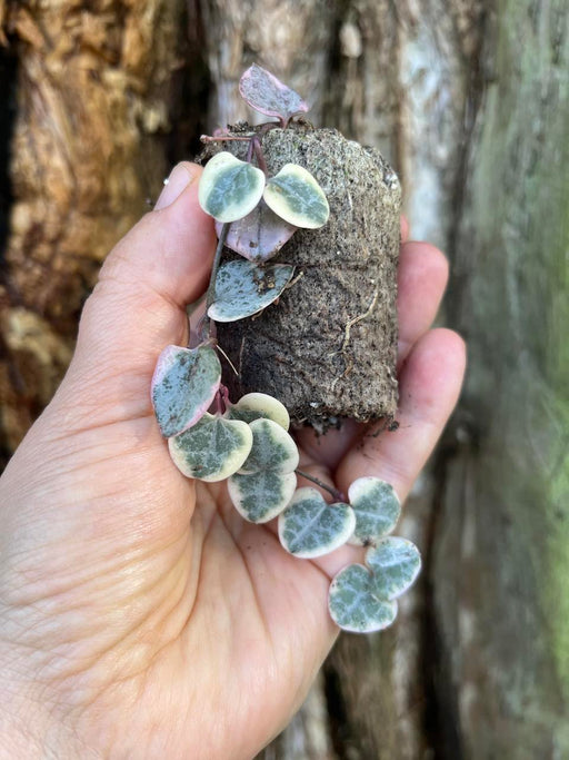 Variegated Chain Of Hearts