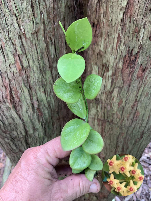 Hoya Collina Splash
