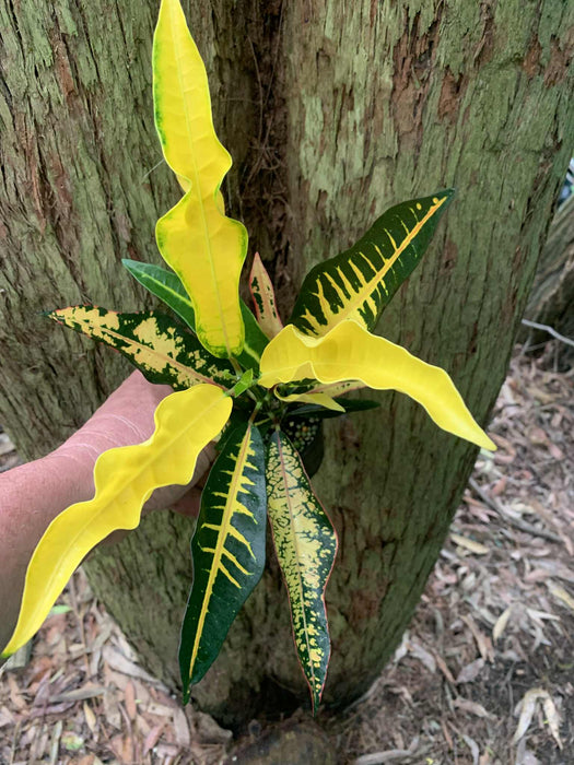 Croton Varieties