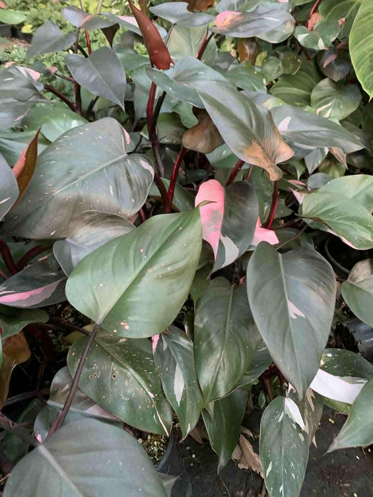Jungle Box - Choose Plants