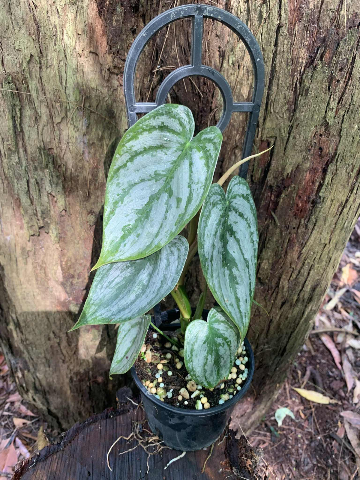 CLEARANCE Philodendron Brandtianum — Nursery 2 U