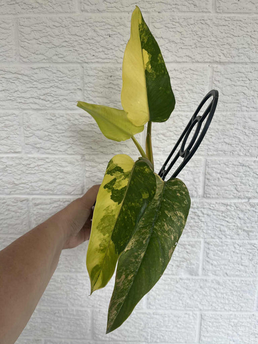 Philodendron Domesticum Multi-listing