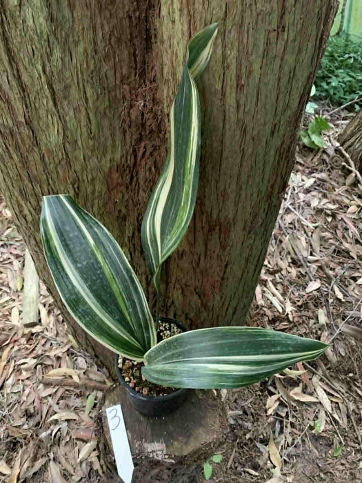 Aspidistra Variegated Cast Iron Plant Multi-listing