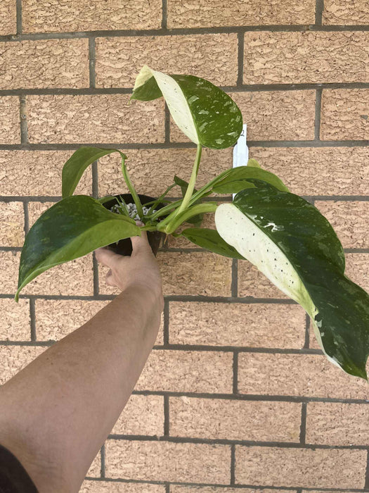 Clearance Philodendron Jose Buono
