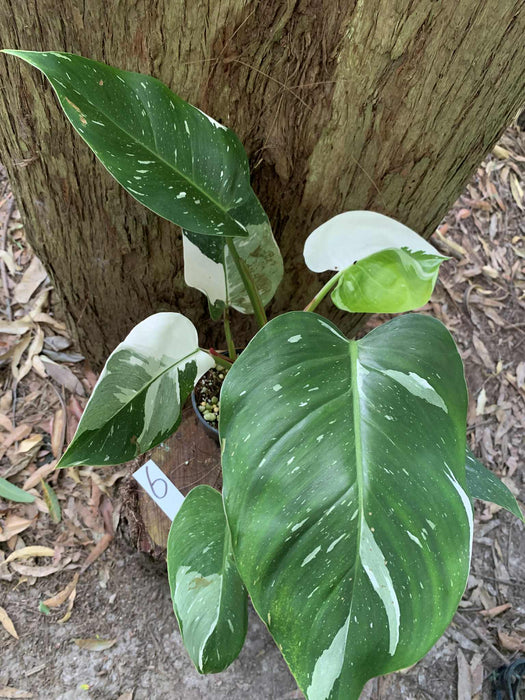 Philodendron White Princess #6