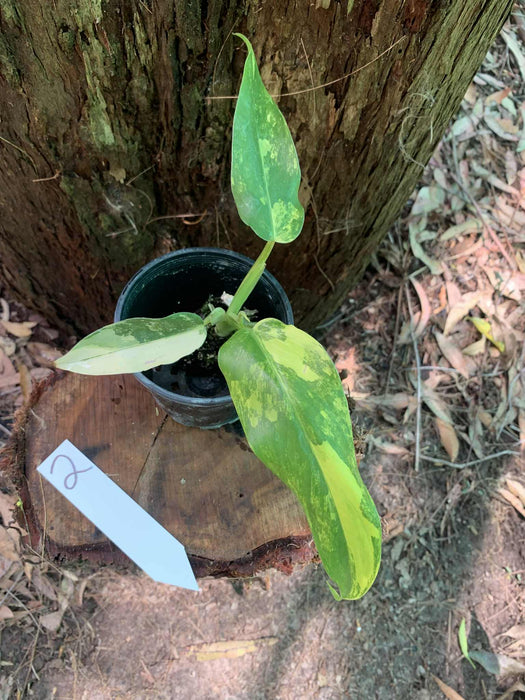 Philodendron Domesticum Multi-Plant Listing