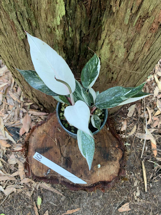 Philodendron Red Anderson Variegated #10