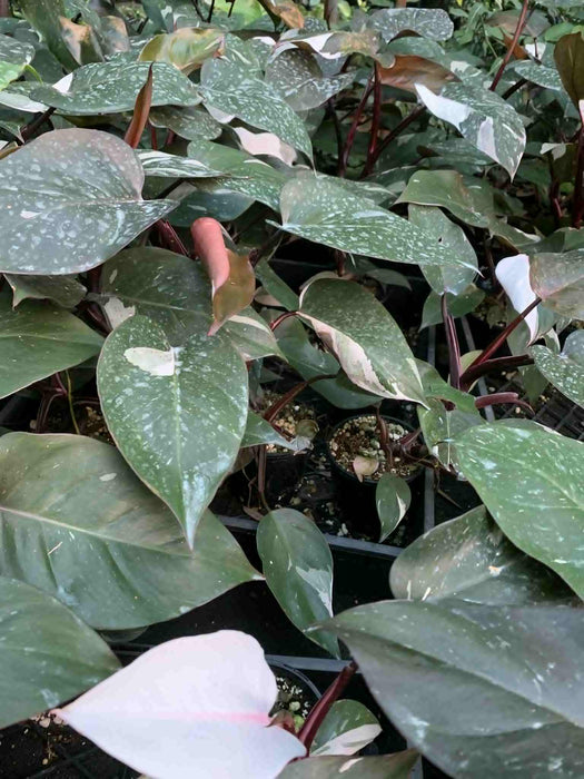 Jungle Box - Choose Plants