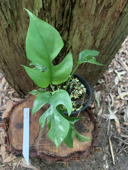 Variegated Mini Mon Raphidophora Tetrasperma Multi listing