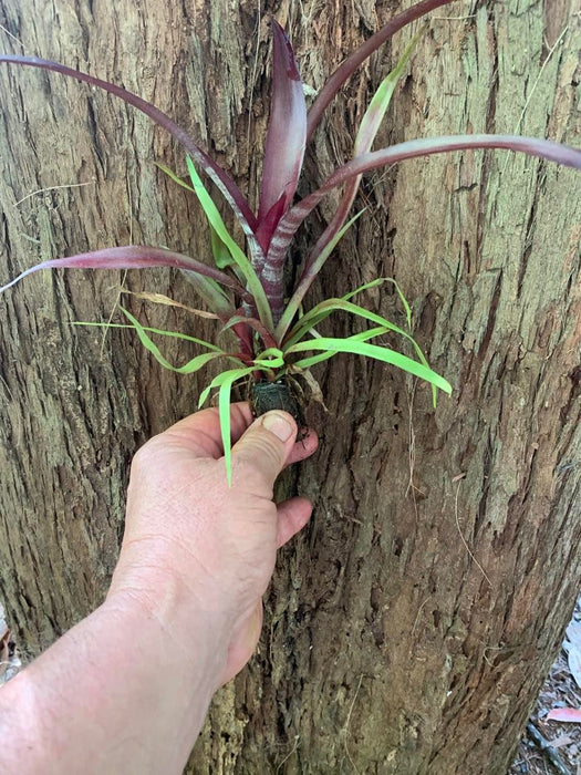 billbergia darth vader