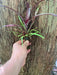 billbergia darth vader