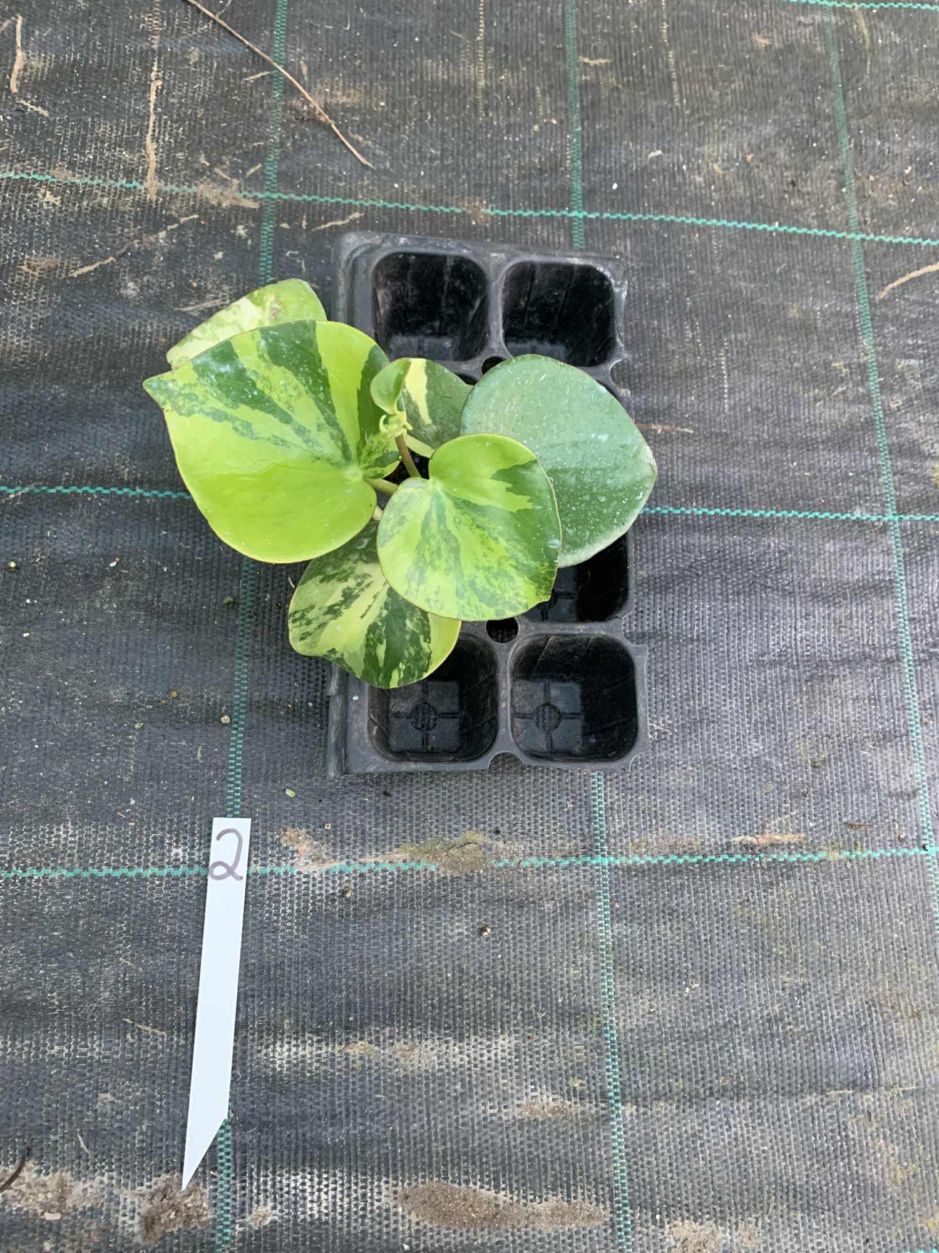 Variegated Plants