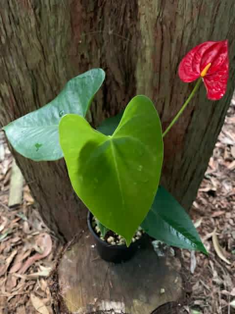 anthurium growers in australia Anthurium Pink Flowers — Nursery 2 U