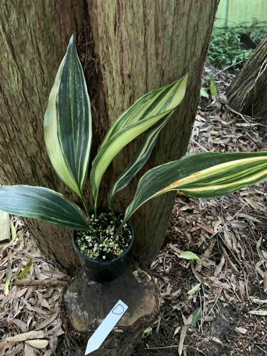 Aspidistra Variegated Cast Iron Plant Multi-listing
