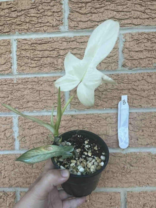 Philodendron Florida Ghost Multi-listing