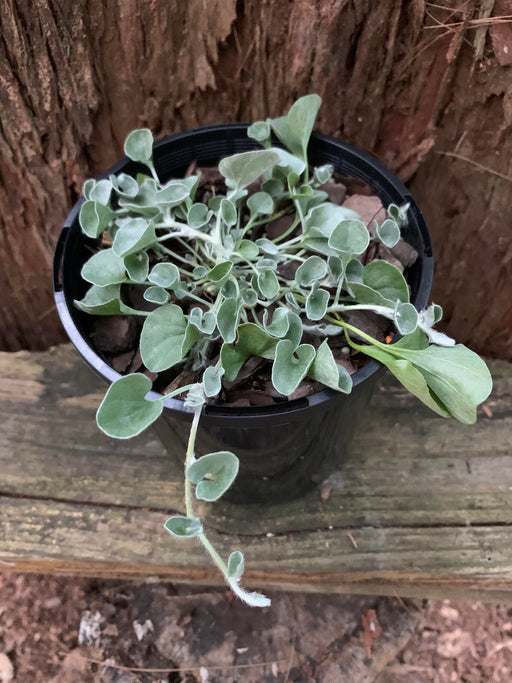 dichondra silver falls